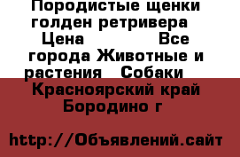 Породистые щенки голден ретривера › Цена ­ 25 000 - Все города Животные и растения » Собаки   . Красноярский край,Бородино г.